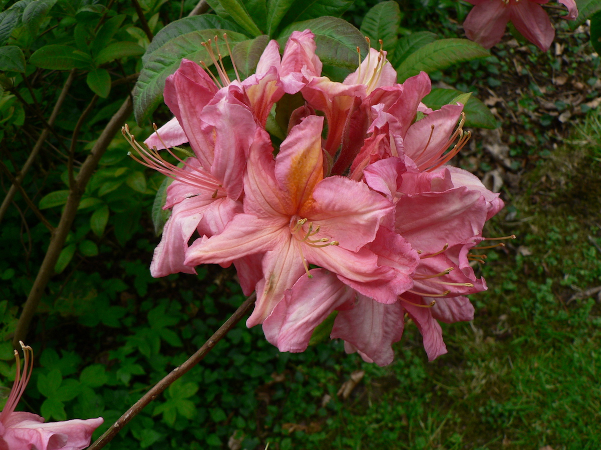 Unknown hybrid